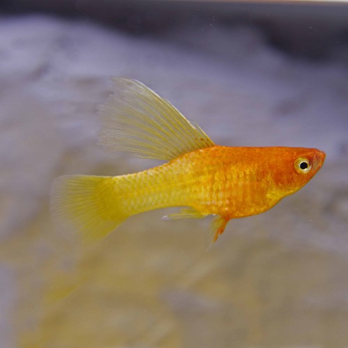 Xiphophorus maculatus - Platy schokolade hohe flosse M